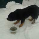 Подробнее об объявлении «Найдена собака нашлась собака (похож на ньюфа ундленда) Нижний Новгород» Фото: найдена собака  «Найдена собака нашлась собака (похож на ньюфа...» в г. Нижний Новгород