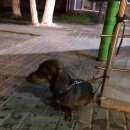 Подробнее об объявлении «Найдена собака Нижний Новгород» Фото: найдена собака Такса «Найдена собака Нижний Новгород» в г. Нижний Новгород