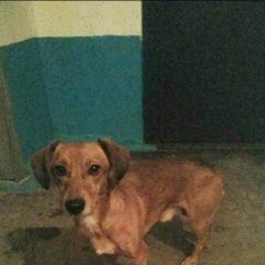 Подробнее об объявлении «Найдена собака г. Винница» Фото: найдена собака  «Найдена собака г. Винница» в г. Винница