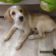 Подробнее об объявлении «Найдена собака щенок Красноярск» Фото: найдена собака  «Найдена собака щенок Красноярск» в г. Красноярск