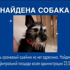 Подробнее об объявлении «Тюмень Найдена собака кобель» Фото: найдена собака  «Тюмень Найдена собака кобель» в г. Тюмень