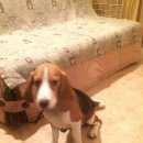 Подробнее об объявлении «Нижний Новгород Найдена собака кобель н» Фото: найдена собака Бигль «Нижний Новгород Найдена собака кобель н» в г. Нижний Новгород