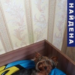 Подробнее об объявлении «Красноярск Найдена собака» Фото: найдена собака Йоркширский терьер «Красноярск Найдена собака» в г. Красноярск