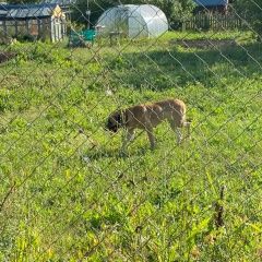 Подробнее об объявлении «Найдена собака Венев» Фото: найдена собака  «Найдена собака Венев» в г. Венев
