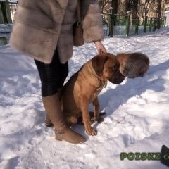 Подробнее об объявлении «Найдена собака кобель Нижний Новгород» Фото: найдена собака  «Найдена собака кобель Нижний Новгород» в г. Нижний Новгород