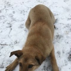 Подробнее об объявлении «Омск Найдена собака кобель щенок 8-9 месяце» Фото: найдена собака  «Омск Найдена собака кобель щенок 8-9 месяце» в г. Омск