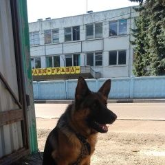 Подробнее об объявлении «Найдена собака немецкая овчарка Сходня» Фото: найдена собака Немецкая овчарка «Найдена собака немецкая овчарка Сходня» в г. Сходня