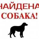 Подробнее об объявлении «Воронеж Найдена собака кобель» Фото: найдена собака Кавказская овчарка «Воронеж Найдена собака кобель» в г. Воронеж