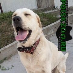 Картинка найдена собака В городе Новороссийск обнаружена собаченка. Новороссийск
