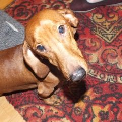 Подробнее об объявлении «Шатура Найдена собака кобель» Фото: найдена собака Такса «Шатура Найдена собака кобель» в г. Шатура