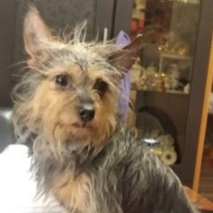 Подробнее об объявлении «Найдена собака метис йорка. девочка. Москва» Фото: найдена собака Йоркширский терьер «Найдена собака метис йорка. девочка. Москва» в г. Москва