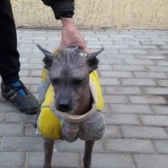 Подробнее об объявлении «Энгельс Найдена собака китайская хохлатая» Фото: найдена собака Китайская хохлатая собака «Энгельс Найдена собака китайская хохлатая» в г. Энгельс