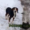 Подробнее об объявлении «Белгород Найдена собака хозяин, спаси свою собаку» Фото: найдена собака  «Белгород Найдена собака хозяин, спаси свою собаку» в г. Белгород