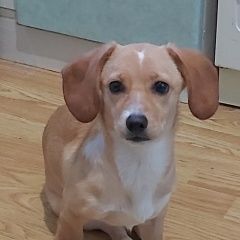 Подробнее об объявлении «Новороссийск Найдена собака.» Фото: найдена собака  «Новороссийск Найдена собака.» в г. Новороссийск