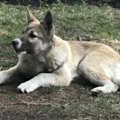 Подробнее об объявлении «Тюмень Найдена собака кобель» Фото: найдена собака  «Тюмень Найдена собака кобель» в г. Тюмень