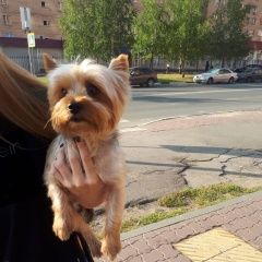 Подробнее об объявлении «Найдена собака кобель Реутов» Фото: найдена собака Йоркширский терьер «Найдена собака кобель Реутов» в г. Реутов