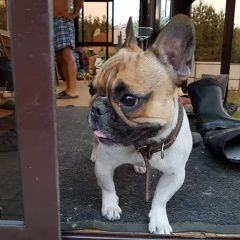 Подробнее об объявлении «Воронеж Найдена собака кобель французский бульдог» Фото: найдена собака Французский бульдог «Воронеж Найдена собака кобель французский бульдог» в г. Воронеж