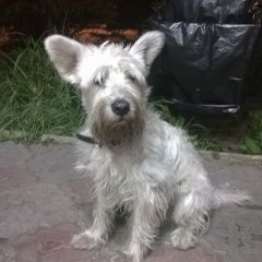 Подробнее об объявлении «Старая Купавна Найдена собака» Фото: найдена собака  «Старая Купавна Найдена собака» в г. Старая Купавна