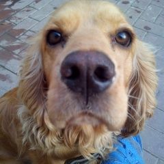 Подробнее об объявлении «Найдена собака английский кокер спаниель Ставрополь» Фото: найдена собака Английский кокер-спаниель «Найдена собака английский кокер спаниель...» в г. Ставрополь