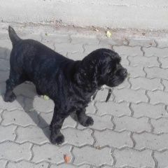 Подробнее об объявлении «Красноярск Найдена собака кобель» Фото: найдена собака  «Красноярск Найдена собака кобель» в г. Красноярск