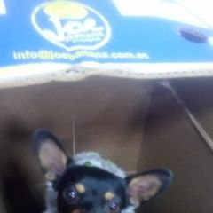 Подробнее об объявлении «Красноярск Найдена собака» Фото: найдена собака Той-терьер «Красноярск Найдена собака» в г. Красноярск