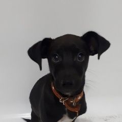 Подробнее об объявлении «Красноярск Найдена собака кобель в коричневом ошейнике» Фото: найдена собака  «Красноярск Найдена собака кобель в коричневом...» в г. Красноярск