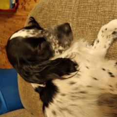 Подробнее об объявлении «Красноярск Найдена собака ищу хозяина» Фото: найдена собака Русский охотничий спаниель «Красноярск Найдена собака ищу хозяина» в г. Красноярск