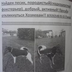Подробнее об объявлении «Найдена собака кобель Москва» Фото: найдена собака Фокстерьер «Найдена собака кобель Москва» в г. Москва