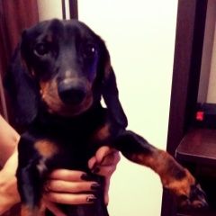 Подробнее об объявлении «Липецк Найдена собака кобель такса» Фото: найдена собака Такса «Липецк Найдена собака кобель такса» в г. Липецк