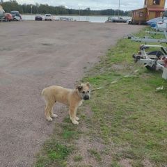 Подробнее об объявлении «Санкт-Петербург Найдена собака кобель» Фото: найдена собака  «Санкт-Петербург Найдена собака кобель» в г. Санкт-Петербург