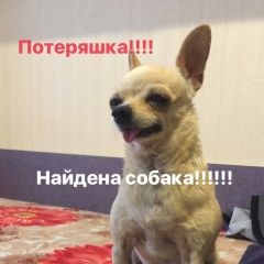 Подробнее об объявлении «Найдена собака кобель чихуахуа аксай Аксай (Ростовская обл.)» Фото: найдена собака Чихуахуа «Найдена собака кобель чихуахуа аксай Аксай...» в г. Аксай (Ростовская обл.)