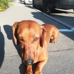 Подробнее об объявлении «Иркутск Найдена собака кобель, ищем хозяев» Фото: найдена собака Такса «Иркутск Найдена собака кобель, ищем хозяев» в г. Иркутск