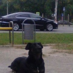 Подробнее об объявлении «Найдена собака Челябинск» Фото: найдена собака  «Найдена собака Челябинск» в г. Челябинск