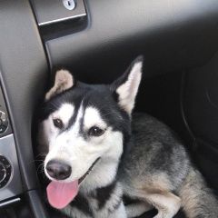 Подробнее об объявлении «Найдена собака Химки» Фото: найдена собака Сибирская хаски «Найдена собака Химки» в г. Химки