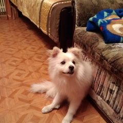 Подробнее об объявлении «Воронеж Найдена собака кобель» Фото: найдена собака  «Воронеж Найдена собака кобель» в г. Воронеж