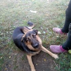 Подробнее об объявлении «Найдена собака кобель Орехово-Зуево» Фото: найдена собака  «Найдена собака кобель Орехово-Зуево» в г. Орехово-Зуево