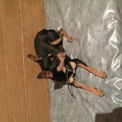 Подробнее об объявлении «Найдена собака кобель Ульяновск» Фото: найдена собака  «Найдена собака кобель Ульяновск» в г. Ульяновск