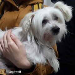 Подробнее об объявлении «Найдена собака кобель Москва» Фото: найдена собака Китайская хохлатая собака «Найдена собака кобель Москва» в г. Москва