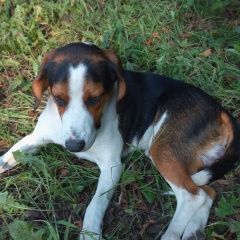 Подробнее об объявлении «Найдена собака кобель породы фоксхаунд Ставрополь» Фото: найдена собака  «Найдена собака кобель породы фоксхаунд Ставрополь» в г. Ставрополь