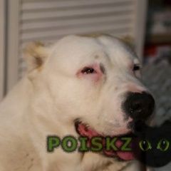 Подробнее об объявлении «Найдена собака алабай девочка Королев» Фото: найдена собака  «Найдена собака алабай девочка Королев» в г. Королев