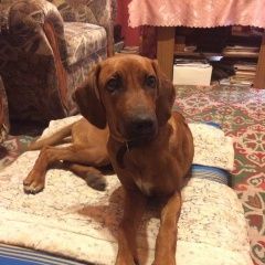 Подробнее об объявлении «Воронеж Найдена собака» Фото: найдена собака Родезийский риджбек «Воронеж Найдена собака» в г. Воронеж