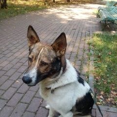 Подробнее об объявлении «Найдена собака кобель Москва» Фото: найдена собака  «Найдена собака кобель Москва» в г. Москва