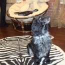 Подробнее об объявлении «Найдена собака девочка спаниель. Тюмень» Фото: найдена собака  «Найдена собака девочка спаниель. Тюмень» в г. Тюмень