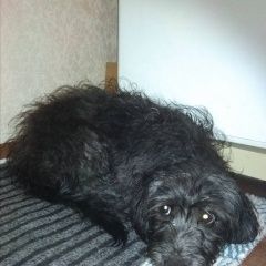 Подробнее об объявлении «Красноярск Найдена собака кобель» Фото: найдена собака  «Красноярск Найдена собака кобель» в г. Красноярск