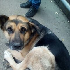 Подробнее об объявлении «Красноярск Найдена собака умная» Фото: найдена собака Кавказская овчарка «Красноярск Найдена собака умная» в г. Красноярск