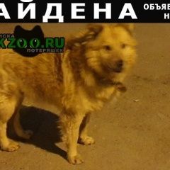 Подробнее об объявлении «Найдена собака в ошейнике Ростов-на-Дону» Фото: найдена собака  «Найдена собака в ошейнике Ростов-на-Дону» в г. Ростов-на-Дону