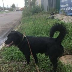 Подробнее об объявлении «Найдена собака кобель в районе кафе измаил Красноярск» Фото: найдена собака  «Найдена собака кобель в районе кафе измаил...» в г. Красноярск