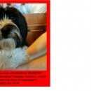 Подробнее об объявлении «Найдена собака Череповец» Фото: найдена собака  «Найдена собака Череповец» в г. Череповец