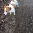 Подробнее об объявлении «Найдена собака кобель Нижний Новгород» Фото: найдена собака Джек рассел терьер «Найдена собака кобель Нижний Новгород» в г. Нижний Новгород