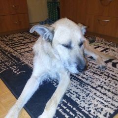 Подробнее об объявлении «Найдена собака кобель рыжий кобель Всеволожск» Фото: найдена собака  «Найдена собака кобель рыжий кобель Всеволожск» в г. Всеволожск
